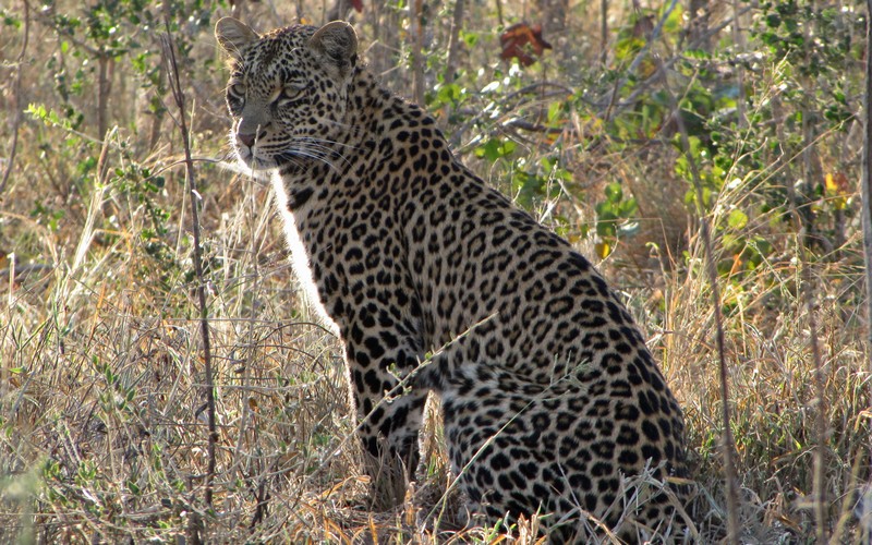 Click to see next picture