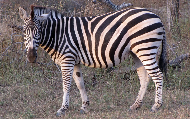 Click to see next picture